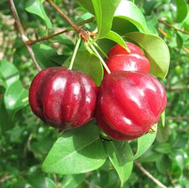   Fruits:   Eugenia uniflora ; Photo by Malcolm Manners, flickr.com
